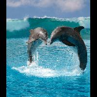 Дьякова Юлия Александровна  